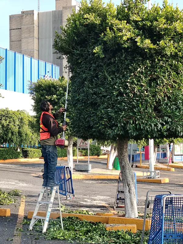 Jardinero con chaleco de seguridad podando un ficus con cortasetos de extensión