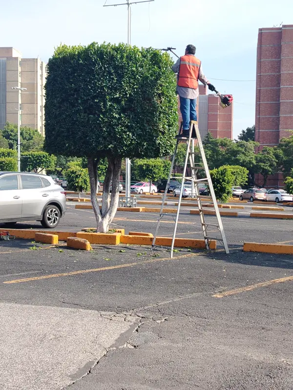 Jardinero en escalera dando forma cúbica a un ficus