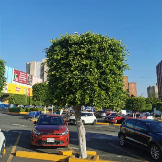 Antes: ficus con follaje suelto y redondo antes de la poda