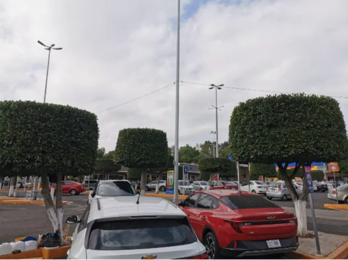 Después: ficus con poda de formación en forma cúbica en el estacionamiento de una plaza comercial