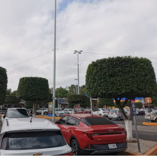 Resultado: ficus con poda cúbica terminada